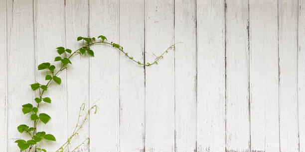 Creeper growing on an old painted wooden board wall. Composite image.  