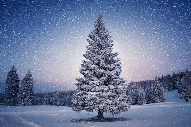 Winter Tree Idyllic winter scene: Pine tree covered with snow. glade photos stock pictures, royalty-free photos & images