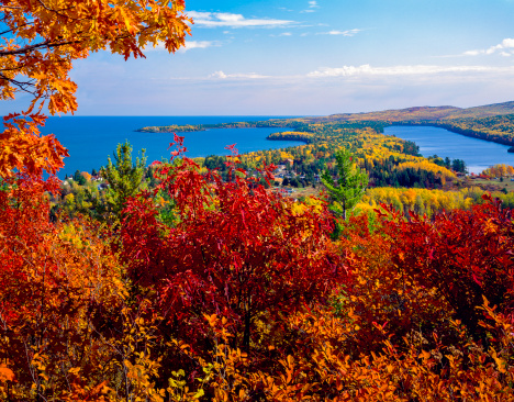 Yellow and orange leaves falling into the clear water of a lake. Autumn leaves falling from tree branches into the lake.