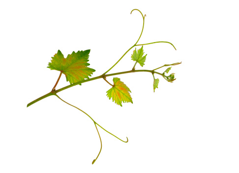 Grapevine with green leaves isolated on white background.