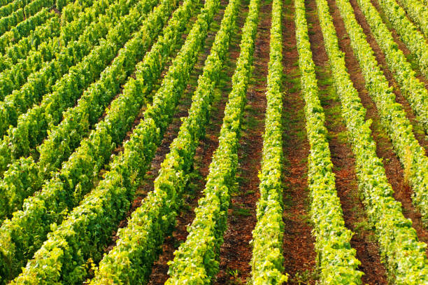 Champagne vineyards in Cramant Late summer vineyards of a Premiere Cru area of France showing the lines of vines. cramant stock pictures, royalty-free photos & images