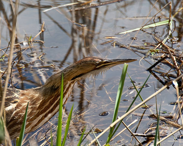 American Bittern Hunting for Food The American Bittern (Botaurus lentiginosus) is a small member of the heron family. It is an uncommon resident of the Pacific Northwest and very hard to spot because of their natural camouflage and shy tendencies. This close-up of a bittern was photographed at the Nisqually National Wildlife Refuge near Olympia, Washington State, USA. jeff goulden national wildlife refuge stock pictures, royalty-free photos & images