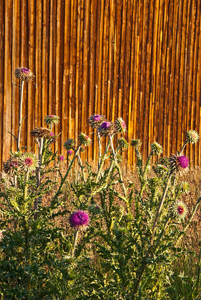 Thomas Murphy Barn and Thistle in Bloom Nothing speaks of rural America like an old barn. Sadly, many of these wooden relics have fallen into disrepair or simply disappeared. The few still remaining remind us of a time when small farms produced most of the food we eat. The historic Thomas Murphy barn sits on Mormon Row in Grand Teton National Park near Jackson, Wyoming, USA. jeff goulden grand teton national park stock pictures, royalty-free photos & images
