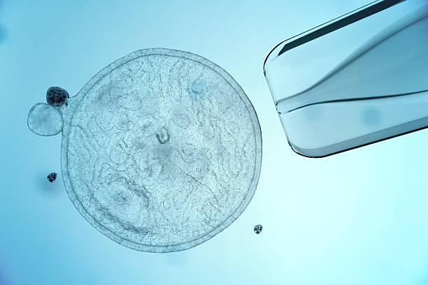 Stem Cell  plant cell stock pictures, royalty-free photos & images