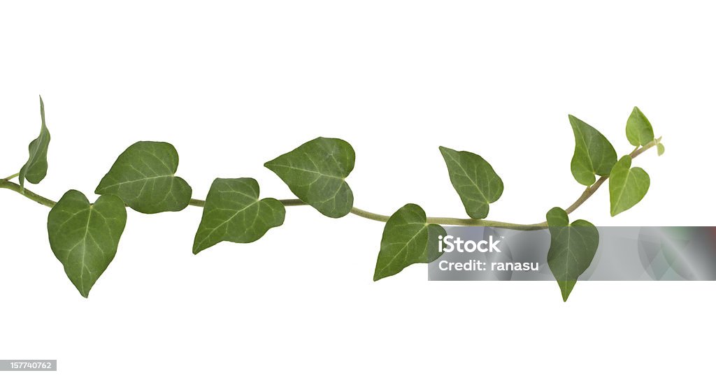 ivy plantas. - Royalty-free Videira Foto de stock