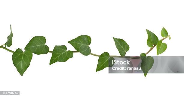 Ivy Plantas - Fotografias de stock e mais imagens de Videira - Videira, Hera - Trepadeira, Figura para recortar