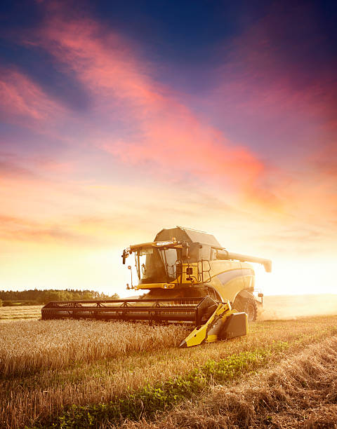 Combine working on the wheat field Combine working on the field in sunset light. See more pictures in my lightbox "On The Farm": combine harvester stock pictures, royalty-free photos & images