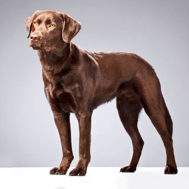istock Portrait of a Chocolate Labrador 157740883