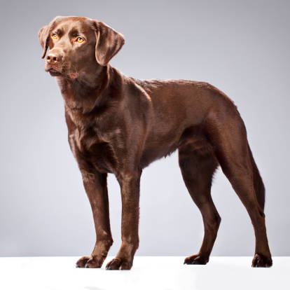 A dog of the type: Labrador