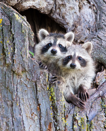 Juvenile Racoons in a Tree  