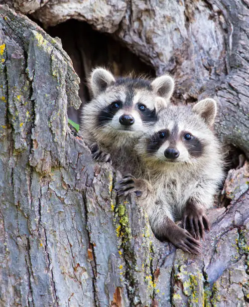 Photo of Young Racoons