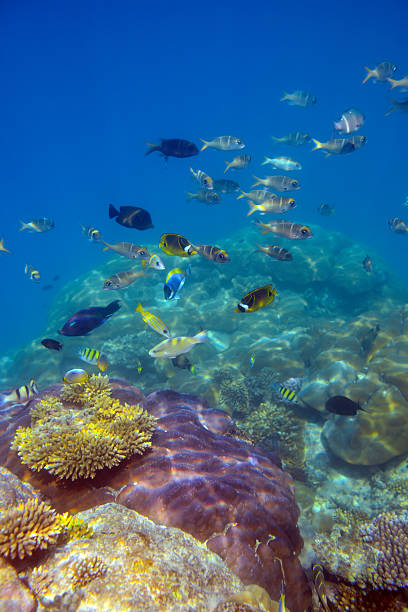 coloridos peces y mundo submarino - vitality sea aquatic atoll fotografías e imágenes de stock