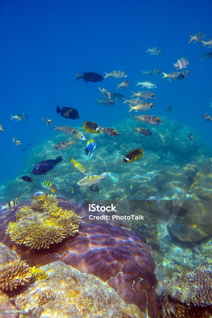 Colorful Fish and Underwater World Reef Stock Photo
