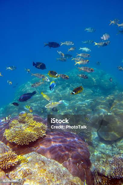 Colorful Fish And Underwater World Stock Photo - Download Image Now - Reef, Big Island - Hawaii Islands, Hawaii Islands