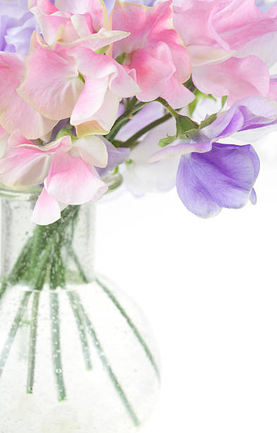 Sweet Pea flores en vaso pequeño jarrón. - foto de stock