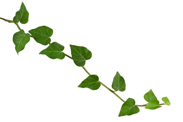 ivy plant, isolated on white, clipping path included.