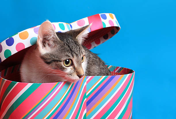 istock Cute cat in a heart gift box 157741081