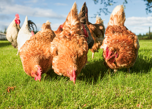 A group of free range hens finding food among the grass.