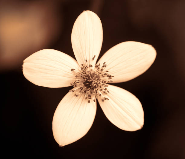 Sepia toned portrait