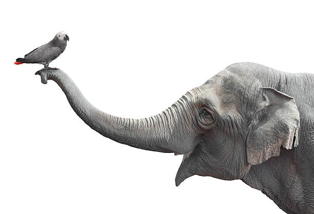 elefante y loro - fauna silvestre fotos fotografías e imágenes de stock