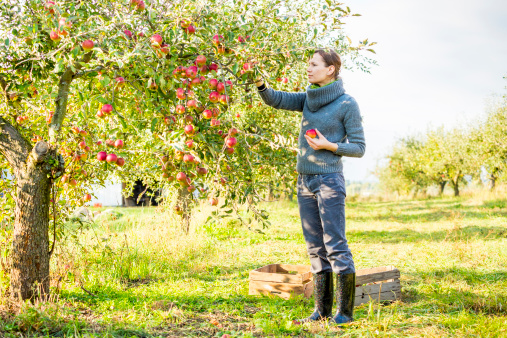 A woman dressed in a heavy blue turtleneck sweater, blue jeans and riding boots, picks organic apples in an apple orchard during the autumn harvest.  The woman picks a bright red apple from a tree while another apple waits in her other hand.  Behind the woman sit two wooden crates waiting to be filled.