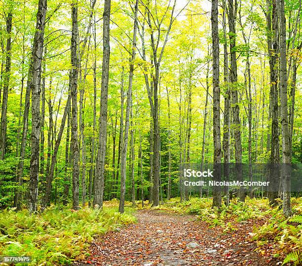 Bobinado Trail Autumn Forest Nature Fondo Foto de stock y más banco de imágenes de Bosque - Bosque, Quebec, Aire libre