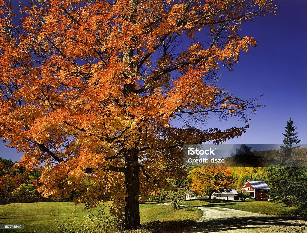 Jaskrawy jesień Klon, country road i Vermont wsi - Zbiór zdjęć royalty-free (Jesień)