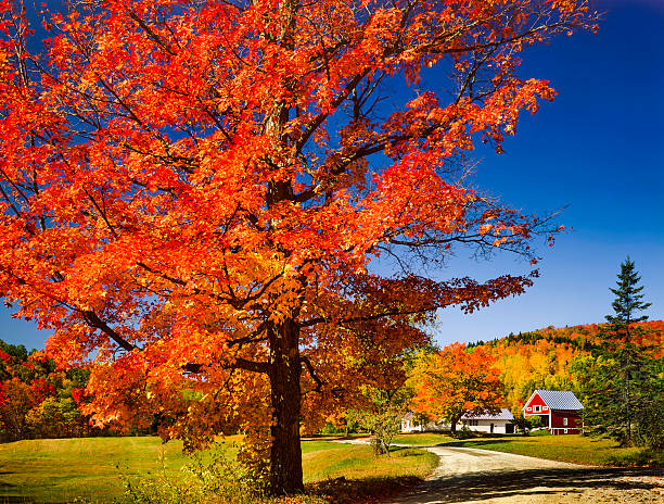 яркий осенний клен дерево, сельская дорога сельской местности и вермонт - autumn leaf maple tree red стоковые фото и изображения