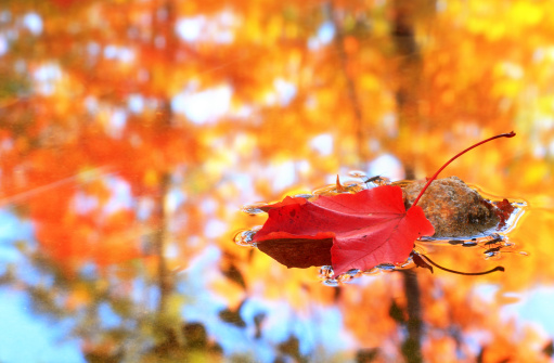 Fallen red maple leaf in tranquil creek with bugs and reflections of autumn forest