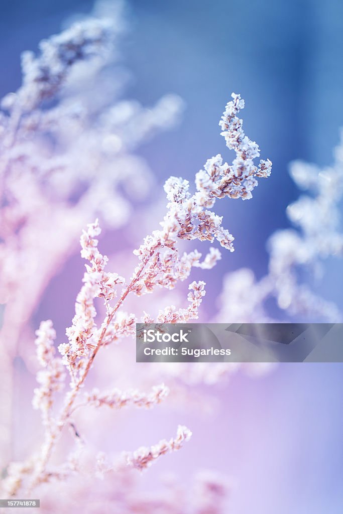 Frost on a herb at sunrise Winter garden, shallow depth of field. Flower Stock Photo