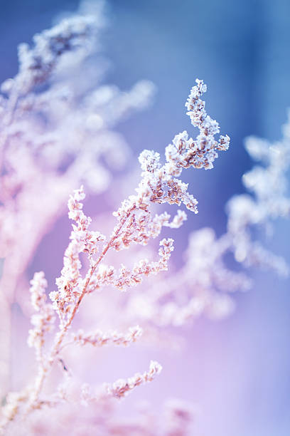 Frost on a herb at sunrise stock photo