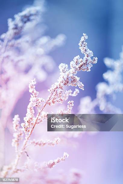 Frost On A Herb At Sunrise Stock Photo - Download Image Now - Flower, Winter, Frozen