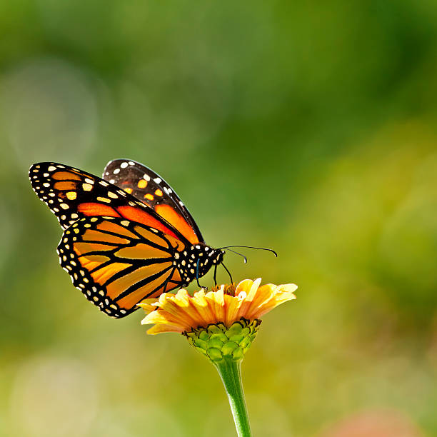 istock Monarch butterfly on Zinnia flower - VIII 157741944