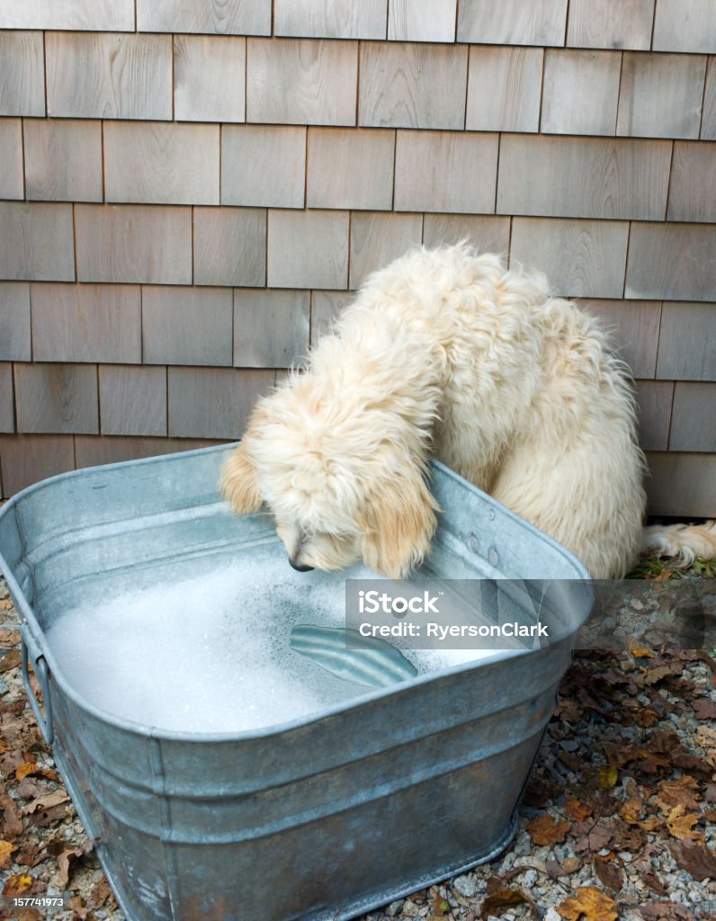 Dog Bath Time. A Golden Doodle dog looks at her bath tub while sitting outside. Animal Body Part Stock Photo