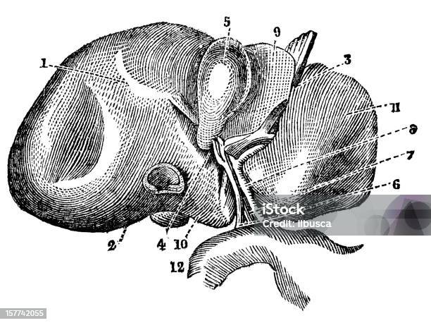 Печени Человека — стоковая векторная графика и другие изображения на тему Иллюстрация - Иллюстрация, Искусство, Печень человека
