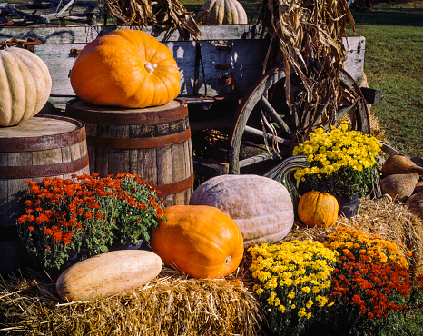 mums, colorful farm wagon. harvest pumpkins,