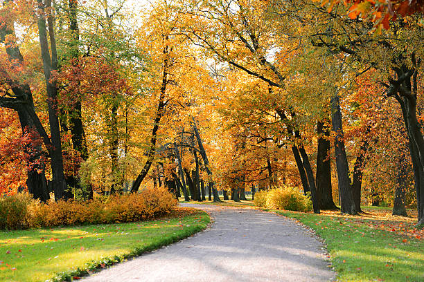 istock Autumn in the Park 157742210