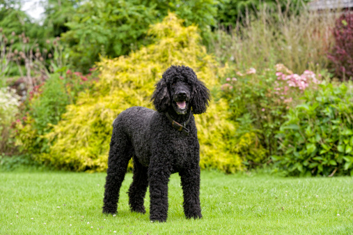 Studio portrait of black and white harlequin toy poodle isolated on black background