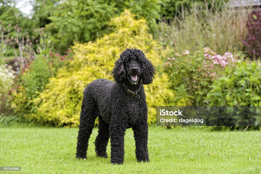 The Stately House Dog Standard Poodle in the formal gardens of a stately house in the UK Poodle Stock Photo