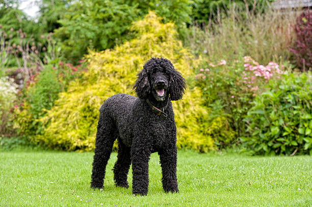 The Stately House Dog Standard Poodle in the formal gardens of a stately house in the UK poodle stock pictures, royalty-free photos & images