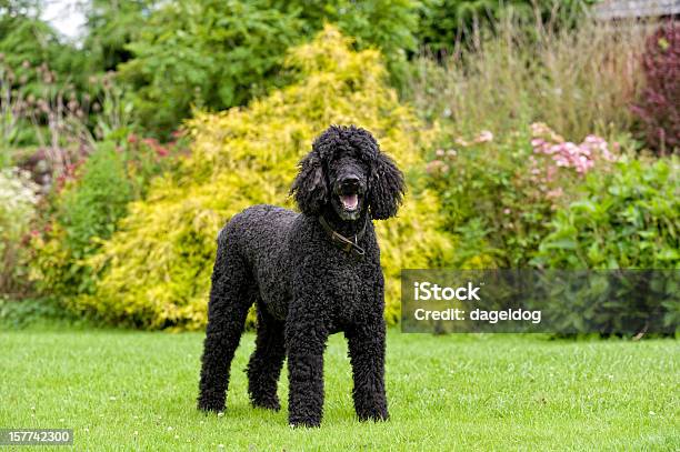 The Stately House Dog Stock Photo - Download Image Now - Poodle, Outdoors, Standard Poodle