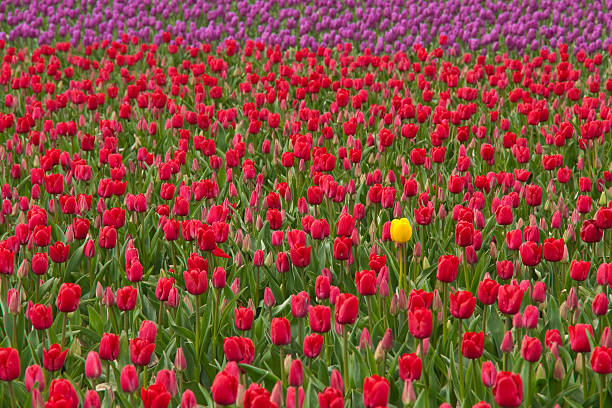 Lone Yellow Tulip in a Field of Red The Skagit Valley Tulip Festival is held annually in the spring, April 1 to April 30. During that time the bulb farms burst with color from the many varieties of tulips and daffodils. Visitors come from far and wide to take in the spectacular display. This field, displaying a lone yellow tulip among red ones, is near the town of Mount Vernon in Washington State, USA. jeff goulden agriculture stock pictures, royalty-free photos & images