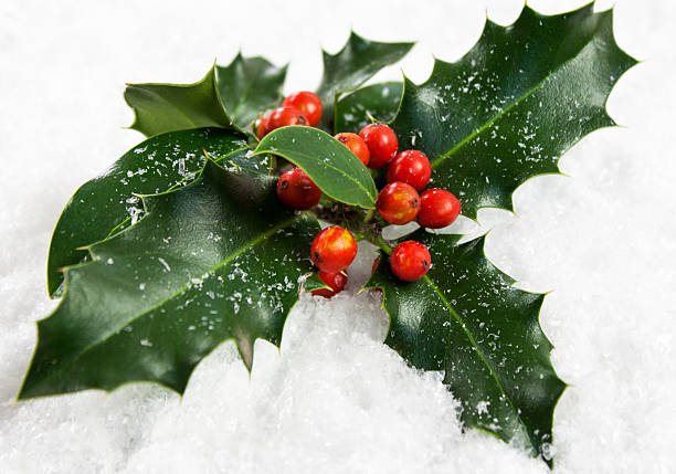 acebo de navidad - mistletoe fotografías e imágenes de stock