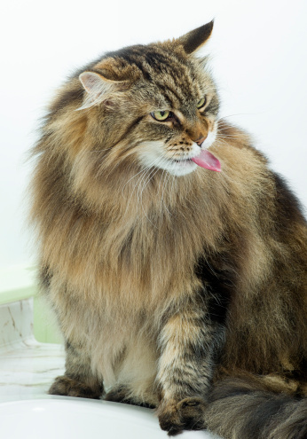 A pure breed Maine Coon Cat sticks his tongue out in a saucy manner.