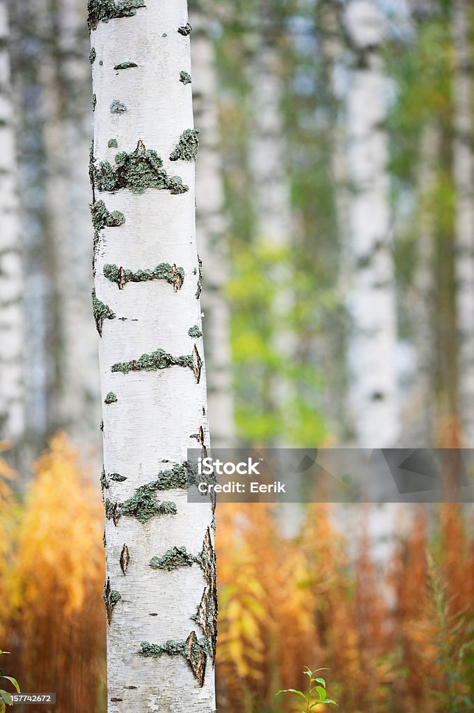 Floresta de outono - Foto de stock de Bétula royalty-free