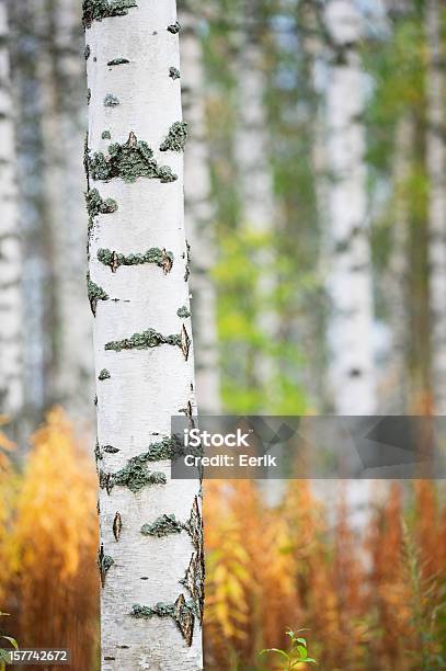 Foto de Floresta De Outono e mais fotos de stock de Bétula - Bétula, Amarelo, Bosque - Floresta