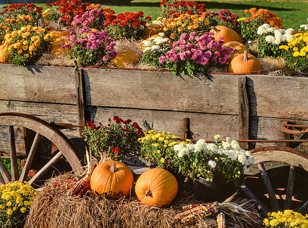 harvest pumpkins, chrysanthemums y antiguas farm wagon - radio old fashioned antique yellow fotografías e imágenes de stock