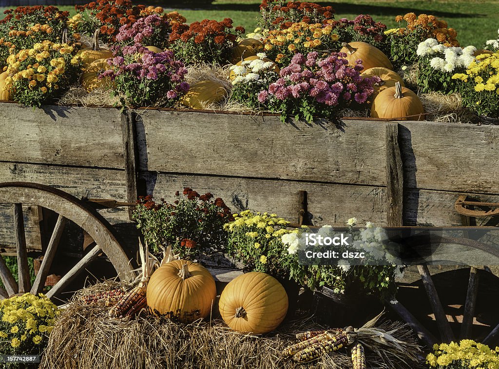 수확하다 pumpkins, chrysanthemums 및 앤틱형 농장 왜건 - 로열티 프리 가을 스톡 사진