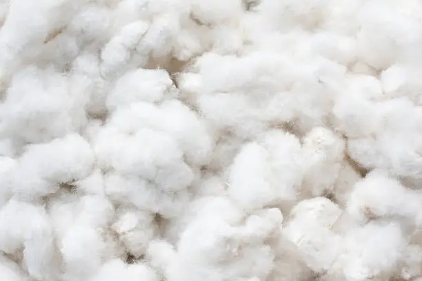 Raw cotton crops texture background