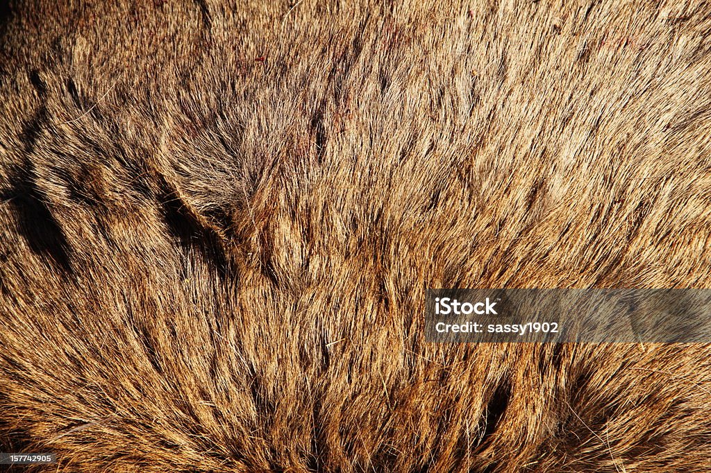 Elk Ocultar detalhe - Foto de stock de Veado royalty-free